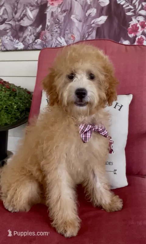 F1bb Mini Carter – Goldendoodle, Miniature Goldendoodle puppy for sale in Bloomfield, MO