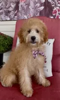 F1bb Mini Carter, a male Goldendoodle and Miniature Goldendoodle for sale in Bloomfield, MO – 1 of 10