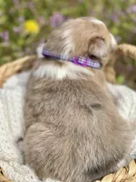 Rosie , a female Shetland Sheepdog for sale in Bloomfield, MO – Photo 5 of 7