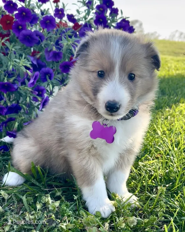 Rosie  – Shetland Sheepdog puppy for sale in Bloomfield, MO