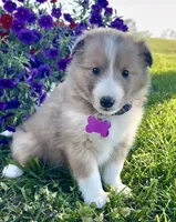 Rosie , a female Shetland Sheepdog for sale in Bloomfield, MO – 5 of 10
