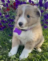 Rosie , a female Shetland Sheepdog for sale in Bloomfield, MO – 7 of 10