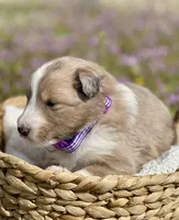 Rosie , a female Shetland Sheepdog for sale in Bloomfield, MO – Photo 4 of 7