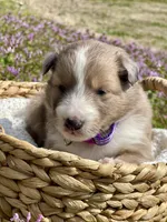 Rosie , a female Shetland Sheepdog for sale in Bloomfield, MO – Photo 1 of 7