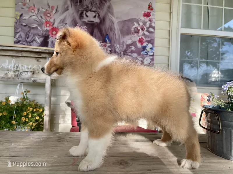 Rosie  – Shetland Sheepdog puppy for sale in Bloomfield, MO