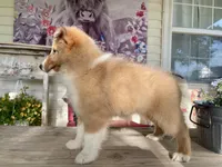 Rosie , a female Shetland Sheepdog for sale in Bloomfield, MO – 4 of 10