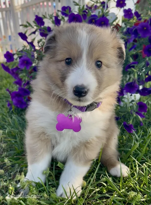 Rosie  – Shetland Sheepdog puppy for sale in Bloomfield, MO
