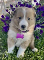 Rosie , a female Shetland Sheepdog for sale in Bloomfield, MO – 6 of 10