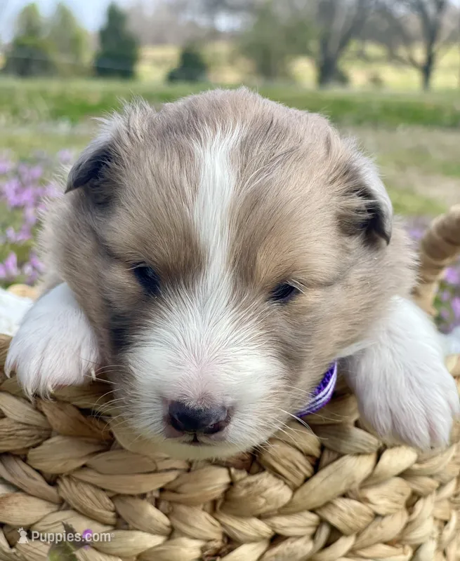 Rosie  – Shetland Sheepdog puppy for sale in Bloomfield, MO