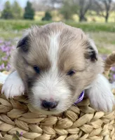 Rosie , a female Shetland Sheepdog for sale in Bloomfield, MO – Photo 2 of 7
