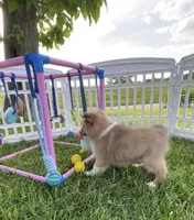 Rosie , a female Shetland Sheepdog for sale in Bloomfield, MO – 3 of 10