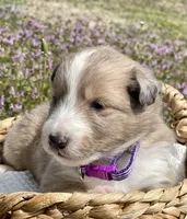 Rosie , a female Shetland Sheepdog for sale in Bloomfield, MO – Photo 3 of 7