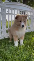Rosie , a female Shetland Sheepdog for sale in Bloomfield, MO – 2 of 10