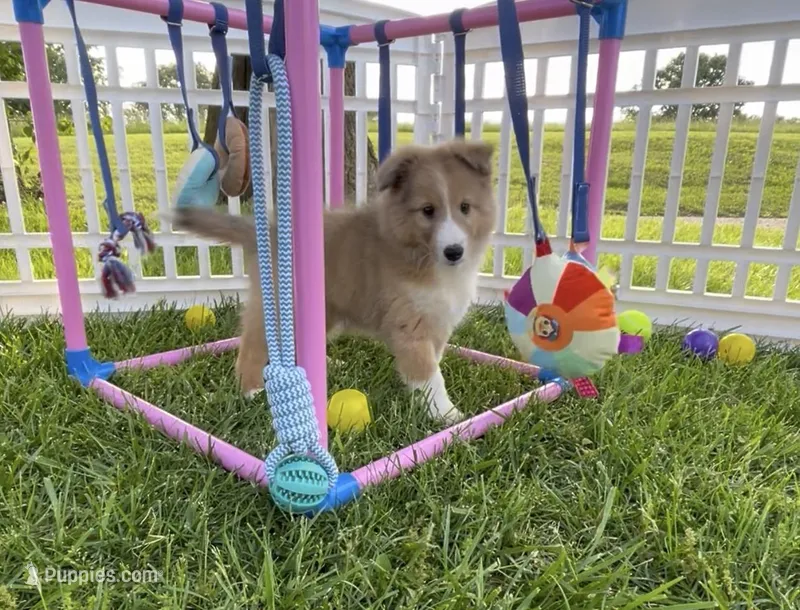 Rosie  – Shetland Sheepdog puppy for sale in Bloomfield, MO