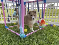 Rosie , a female Shetland Sheepdog for sale in Bloomfield, MO – 1 of 10