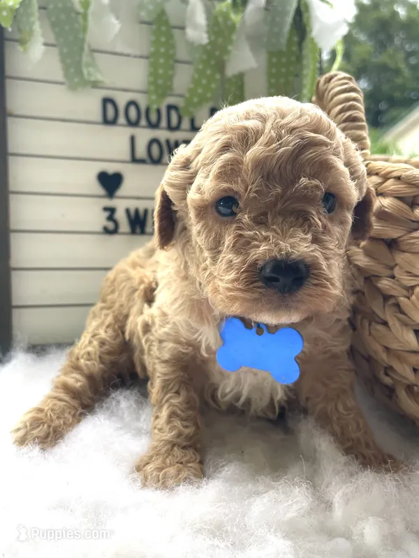 F1bb Mini Oliver  – Goldendoodle, Miniature Goldendoodle puppy for sale in Bloomfield, MO