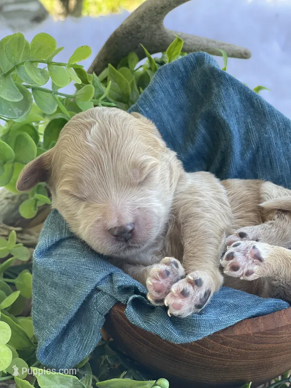 F1bb Mini Trey – Goldendoodle, Miniature Goldendoodle puppy for sale in Bloomfield, MO