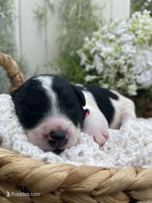 Tulsa – Miniature Aussiedoodle puppy for sale in Bloomfield, MO