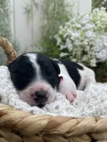 Tulsa, a female Miniature Aussiedoodle for sale in Bloomfield, MO – 2 of 6