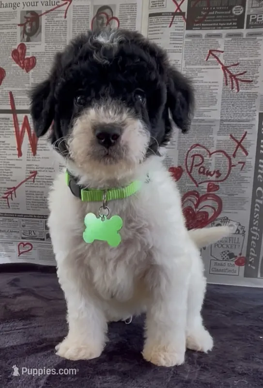 Jet – Miniature Aussiedoodle puppy for sale in Bloomfield, MO