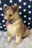 Morgan, a male Shetland Sheepdog for sale in Bloomfield, MO – Photo 7 of 9