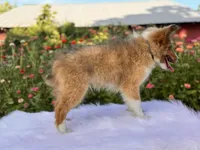 Morgan, a male Shetland Sheepdog for sale in Bloomfield, MO – Photo 3 of 9