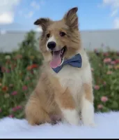 Morgan, a male Shetland Sheepdog for sale in Bloomfield, MO – Photo 2 of 9