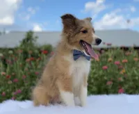 Morgan, a male Shetland Sheepdog for sale in Bloomfield, MO – Photo 1 of 9