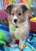Morgan, a male Shetland Sheepdog for sale in Bloomfield, MO – Photo 8 of 9