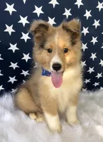 Morgan, a male Shetland Sheepdog for sale in Bloomfield, MO – Photo 5 of 9