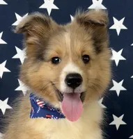 Morgan, a male Shetland Sheepdog for sale in Bloomfield, MO – Photo 4 of 9