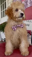 F1bb Mini Carter, a male Goldendoodle and Miniature Goldendoodle for sale in Bloomfield, MO – 4 of 10