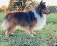 Ruby , a female Shetland Sheepdog for sale in Bloomfield, MO – 9 of 9