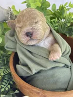 F1bb Mini Oliver , a male Goldendoodle and Miniature Goldendoodle for sale in Bloomfield, MO – 4 of 6