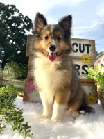 Dolly (Video) Tiny, a female Shetland Sheepdog for sale in Bloomfield, MO – 4 of 10