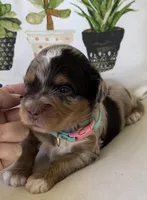 Mindy, a female Miniature Aussiedoodle for sale in Bloomfield, MO – Photo 7 of 8