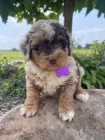 Mindy, a female Miniature Aussiedoodle for sale in Bloomfield, MO – Photo 4 of 8
