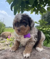 Mindy, a female Miniature Aussiedoodle for sale in Bloomfield, MO – Photo 2 of 8