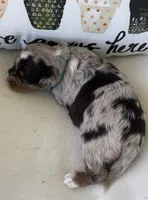 Mindy, a female Miniature Aussiedoodle for sale in Bloomfield, MO – Photo 8 of 8