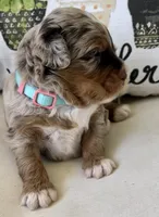 Mindy, a female Miniature Aussiedoodle for sale in Bloomfield, MO – Photo 5 of 8