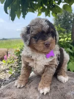 Mindy, a female Miniature Aussiedoodle for sale in Bloomfield, MO – Photo 1 of 8
