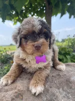 Mindy, a female Miniature Aussiedoodle for sale in Bloomfield, MO – Photo 3 of 8