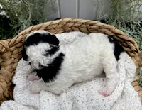Jasper, a male Miniature Aussiedoodle for sale in Bloomfield, MO – 5 of 6