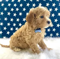 F1bb Mini Oliver , a male Goldendoodle and Miniature Goldendoodle for sale in Bloomfield, MO – 2 of 10