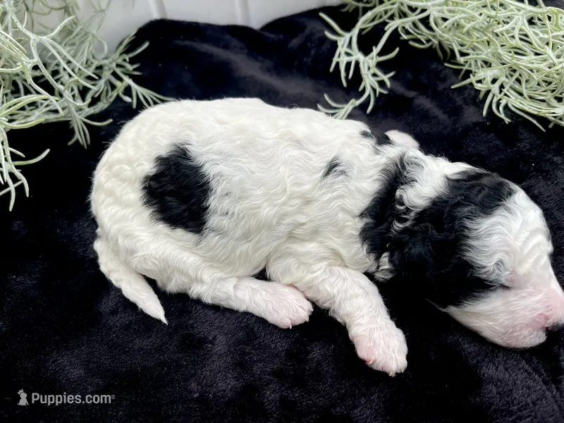 Jasper – Miniature Aussiedoodle puppy for sale in Bloomfield, MO