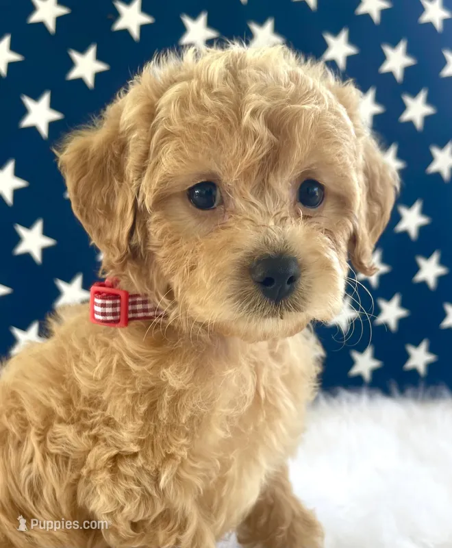 F1bb Mini Carter – Goldendoodle, Miniature Goldendoodle puppy for sale in Bloomfield, MO