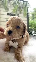 F1bb Mini Carter, a male Goldendoodle and Miniature Goldendoodle for sale in Bloomfield, MO – 9 of 10