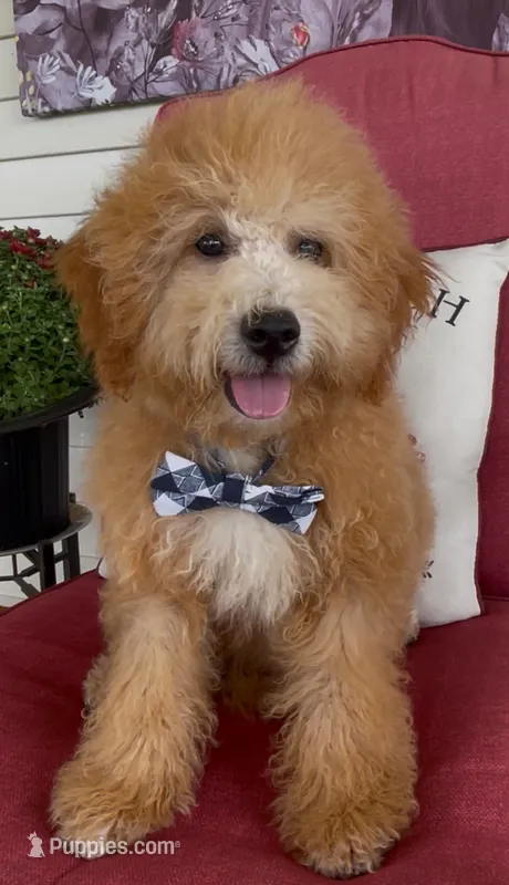 F1bb Mini Trey Video  – Goldendoodle, Miniature Goldendoodle puppy for sale in Bloomfield, MO