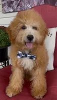F1bb Mini Trey Video , a male Goldendoodle and Miniature Goldendoodle for sale in Bloomfield, MO – 1 of 10