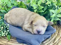 F1bb Mini Carter, a male Goldendoodle and Miniature Goldendoodle for sale in Bloomfield, MO – 8 of 8